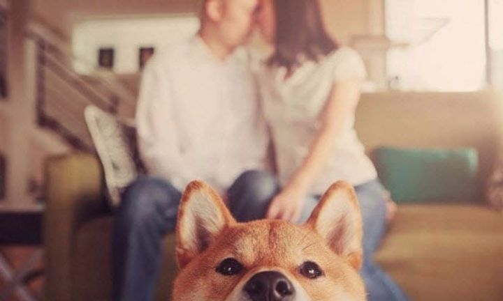 15 ภาพพรีเวดดิ้งกับน้องหมาสุดเลิฟ ที่ใครเห็นต้องบอกว่า นัลร้ากก