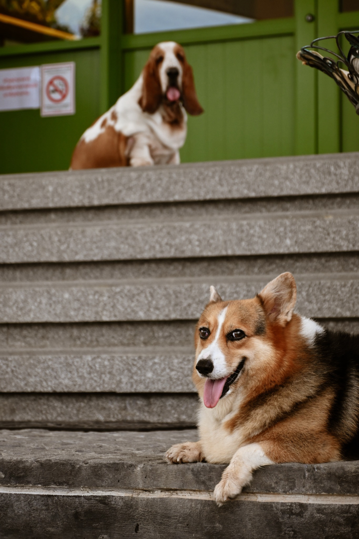  7 สถานที่แต่งงาน Pet Friendly ที่นำสัตว์เลี้ยงเข้าได้!